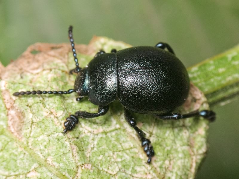 Timarcha goettingensis (Linnaeus, 1758)